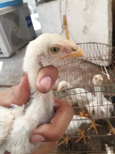 White shamo chicks