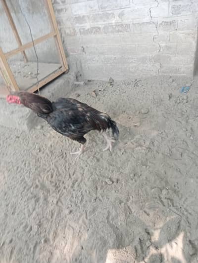 Aseel  pair and chicks available for sale