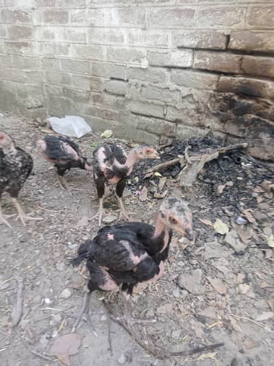 Aseel  pair and 6 crhicks available for sale