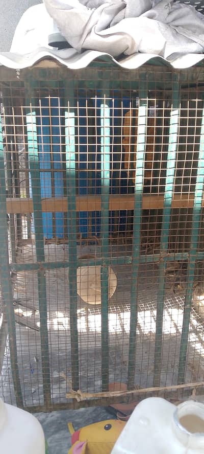 pets home