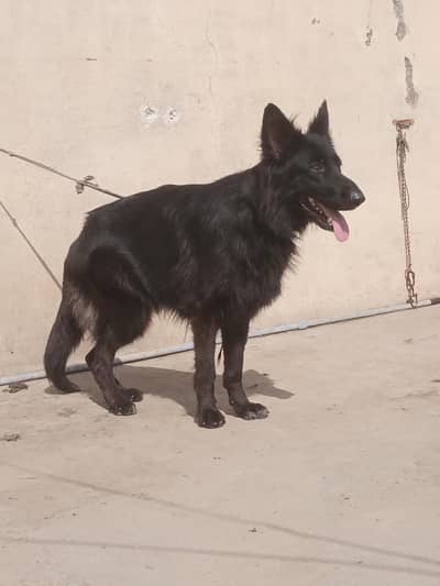 German Shepherd Male & female for sale