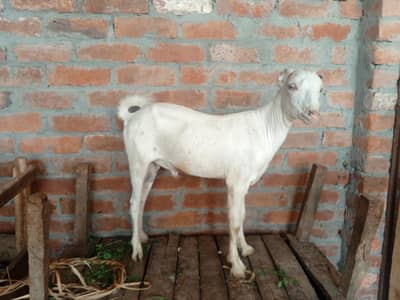 Tadda bakra for sale