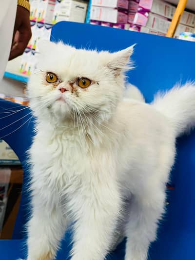 Persian cat