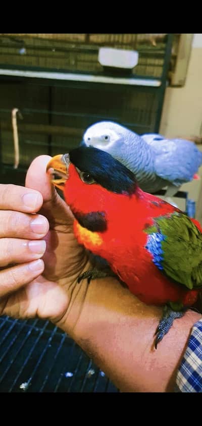 african gray parrot with fancy cage  & 0Yellow Bip Lori