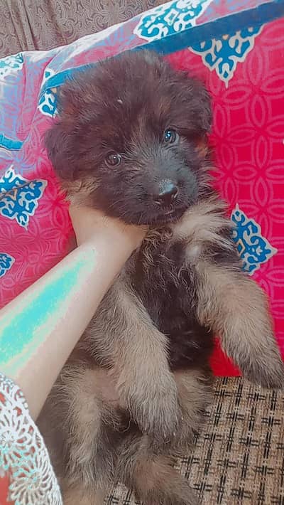 female German shepherd puppy
