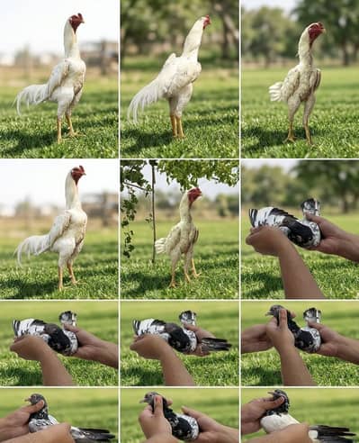 White shamoo and pigeons