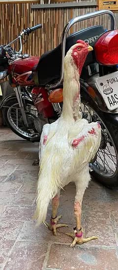 white Shamo