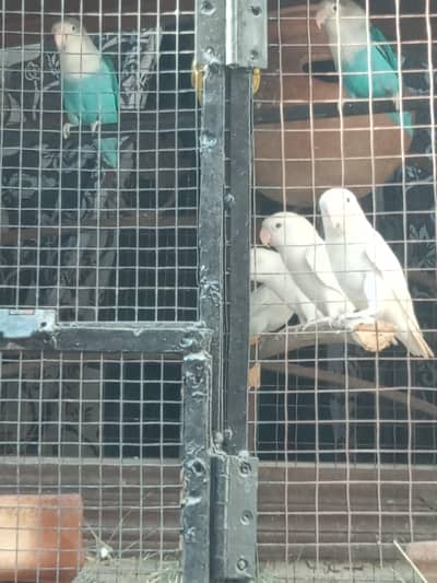 lovebrids