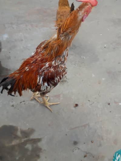 Aseel murgha RS. 6000 and 2 hens RS. 2500 sell for urgrent. . need money