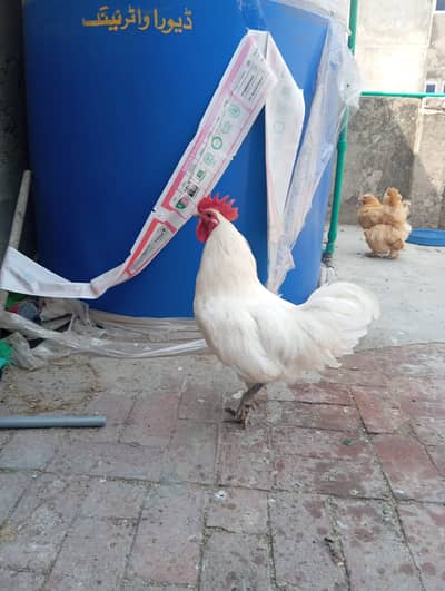 Pure White Australorp Breeder For Sale