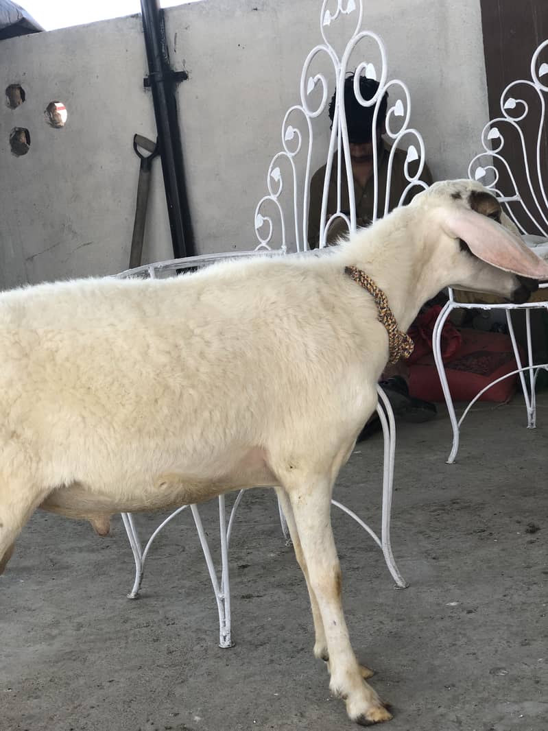 Dumba ( sheep ) 0