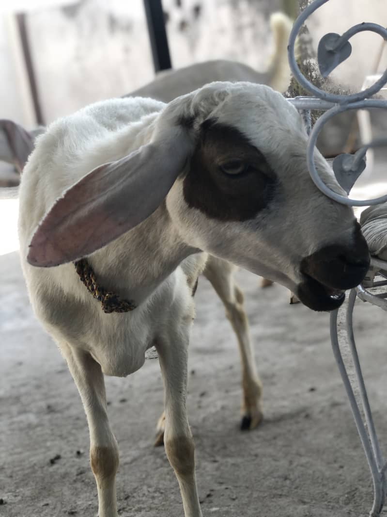 Dumba ( sheep ) 1