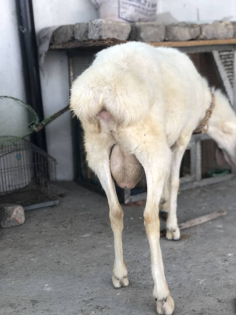 Dumba ( sheep ) 2
