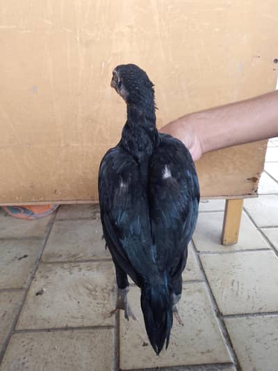 lassani mushke chicks