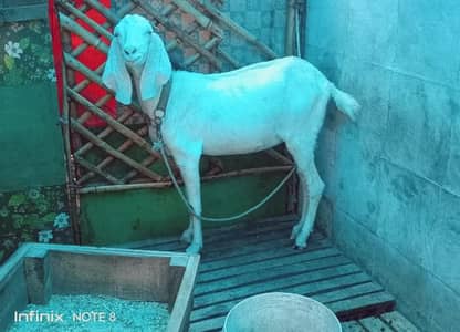 Gabban Bakri Pregnent Female Goat urgent sale