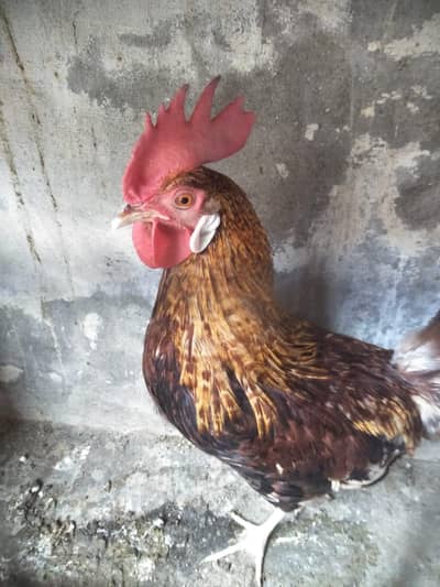 Hen and cock