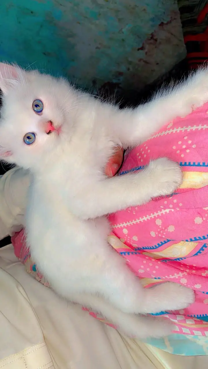 Persian cats baby pair for sale