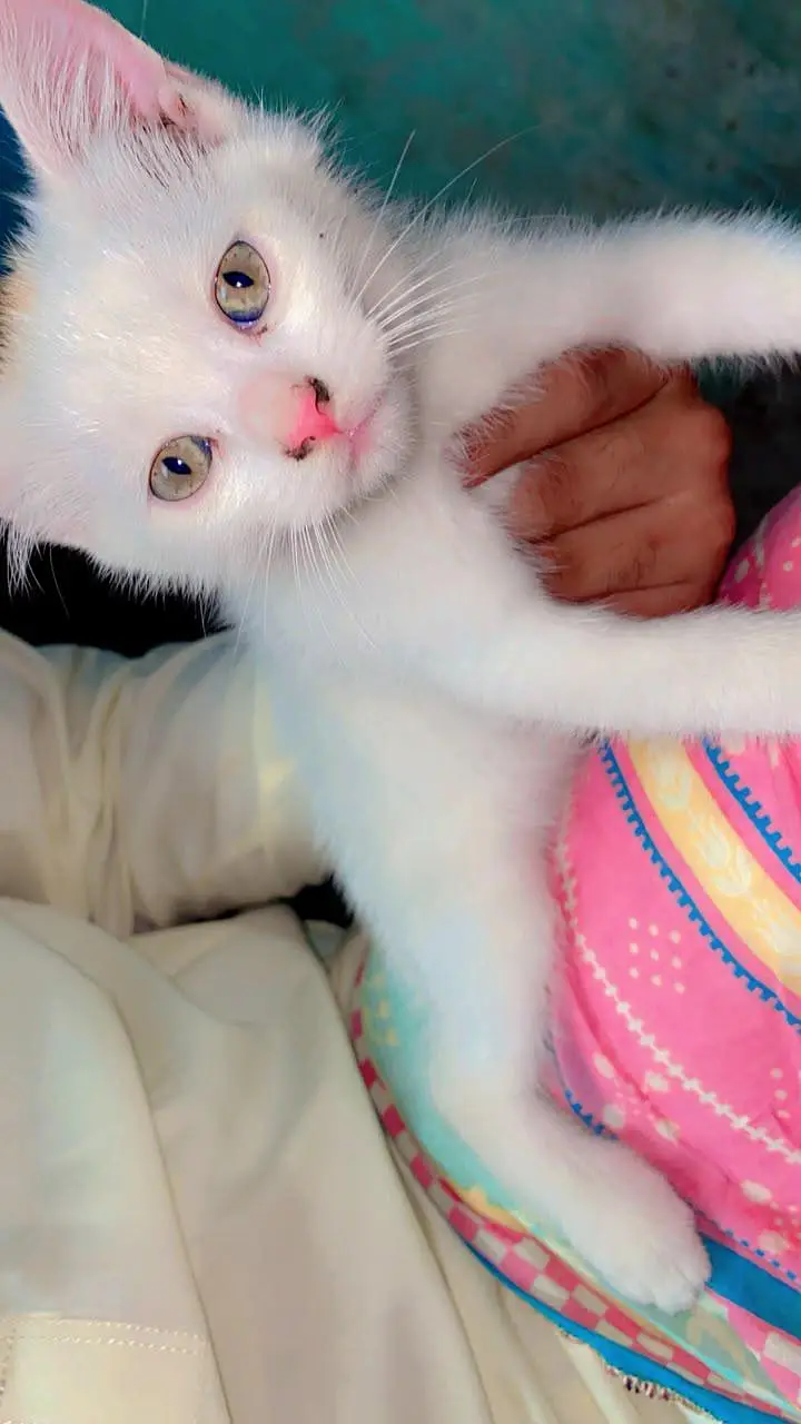 Persian cats baby pair for sale — photo 2