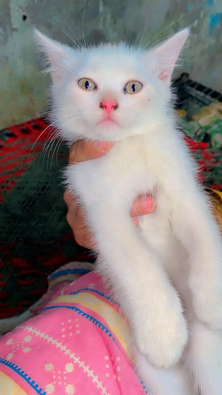 Persian cats baby pair for sale — photo 3