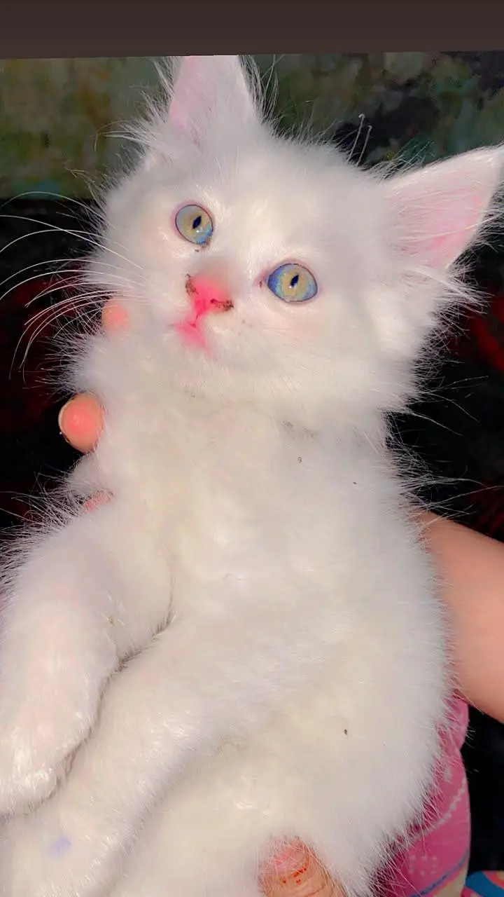 Persian cats baby pair for sale — photo 4