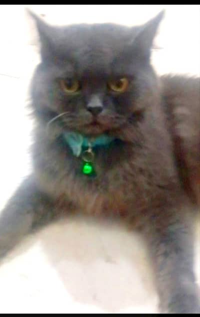 Persian female cat