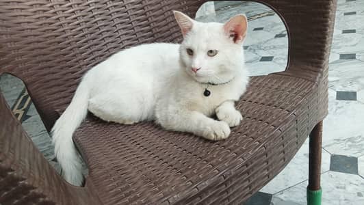 persian