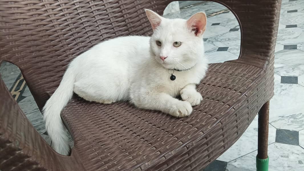 persian 0