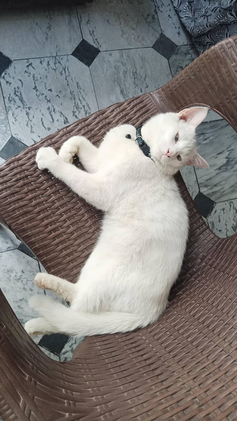 persian 1
