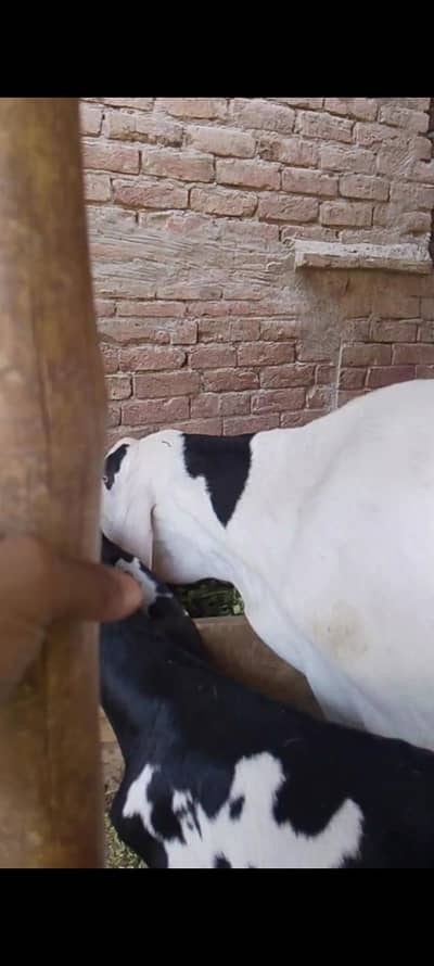pure rajanpuri Bakra