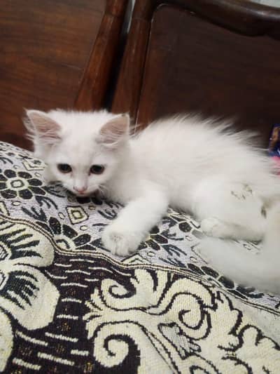 persian kitten for sale
