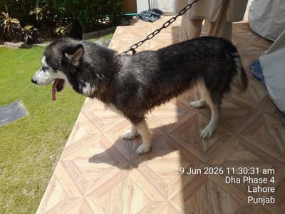 siberian husky female