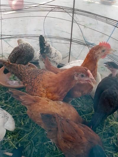 Desi pathay or murghi for sale