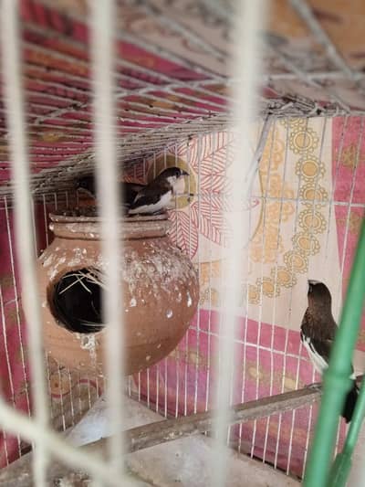 bengalese finch breeder pair