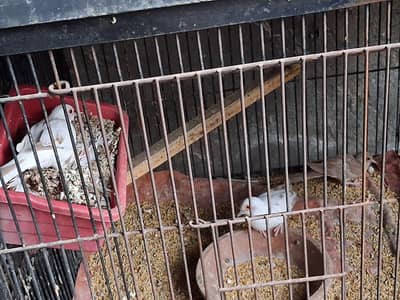 dove for sale