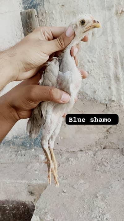 Top Quality Shmao pairs blue