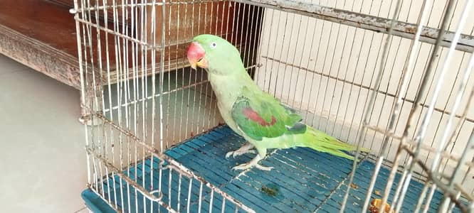 female hy mitho main metho bolti hy cage b Sath hy