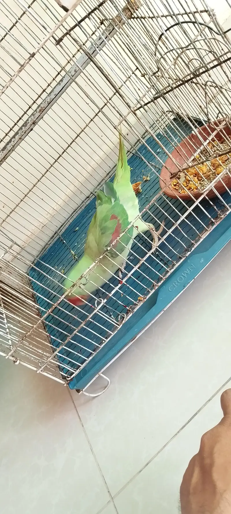 female hy mitho main metho bolti hy cage b Sath hy — photo 2