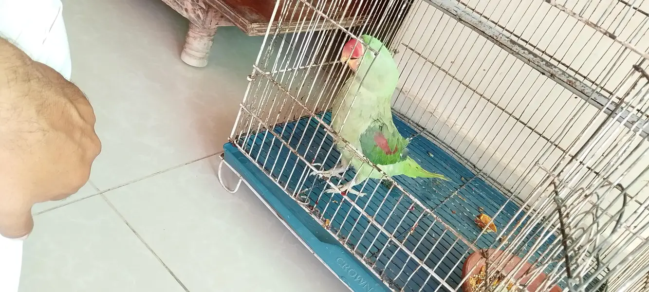 female hy mitho main metho bolti hy cage b Sath hy — photo 3