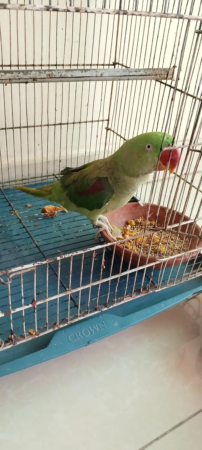 female hy mitho main metho bolti hy cage b Sath hy — photo 5