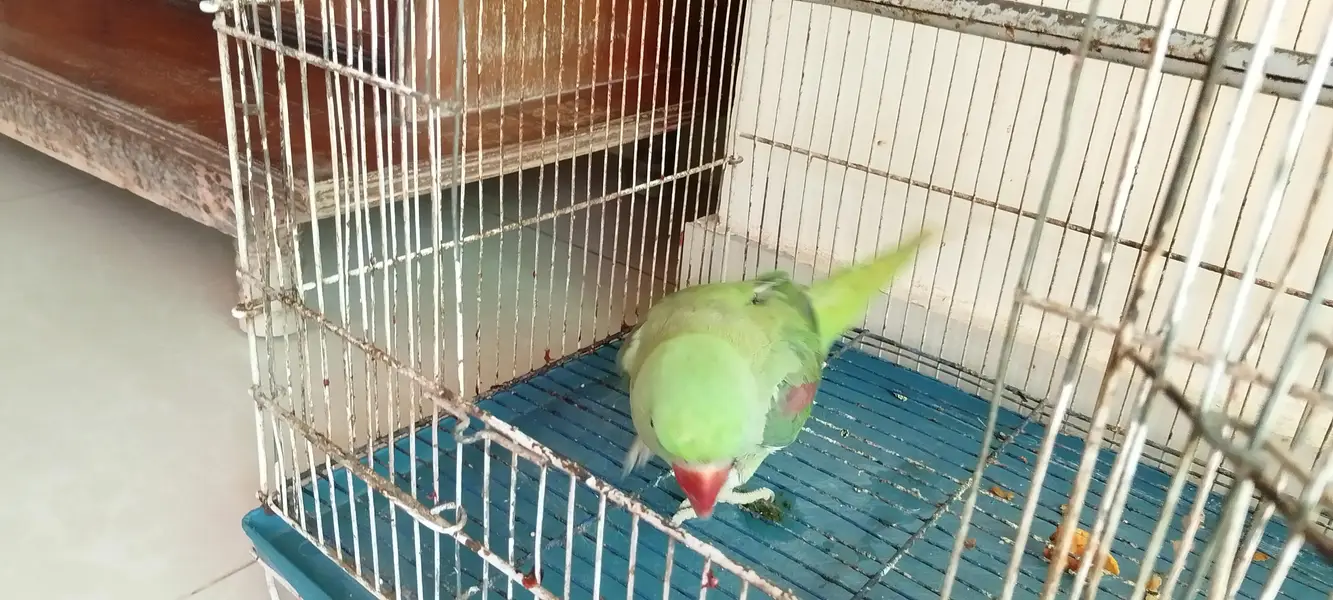 female hy mitho main metho bolti hy cage b Sath hy — photo 7