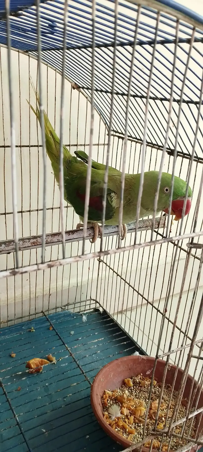 female hy mitho main metho bolti hy cage b Sath hy — photo 8
