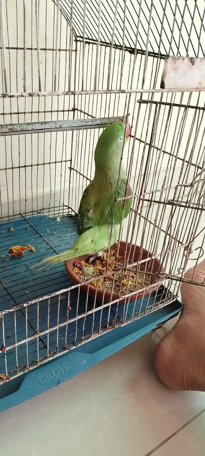 female hy mitho main metho bolti hy cage b Sath hy — photo 9