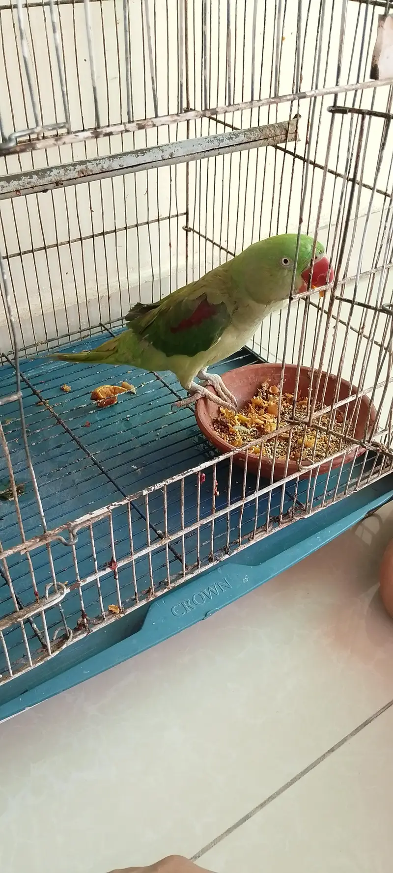female hy mitho main metho bolti hy cage b Sath hy — photo 10