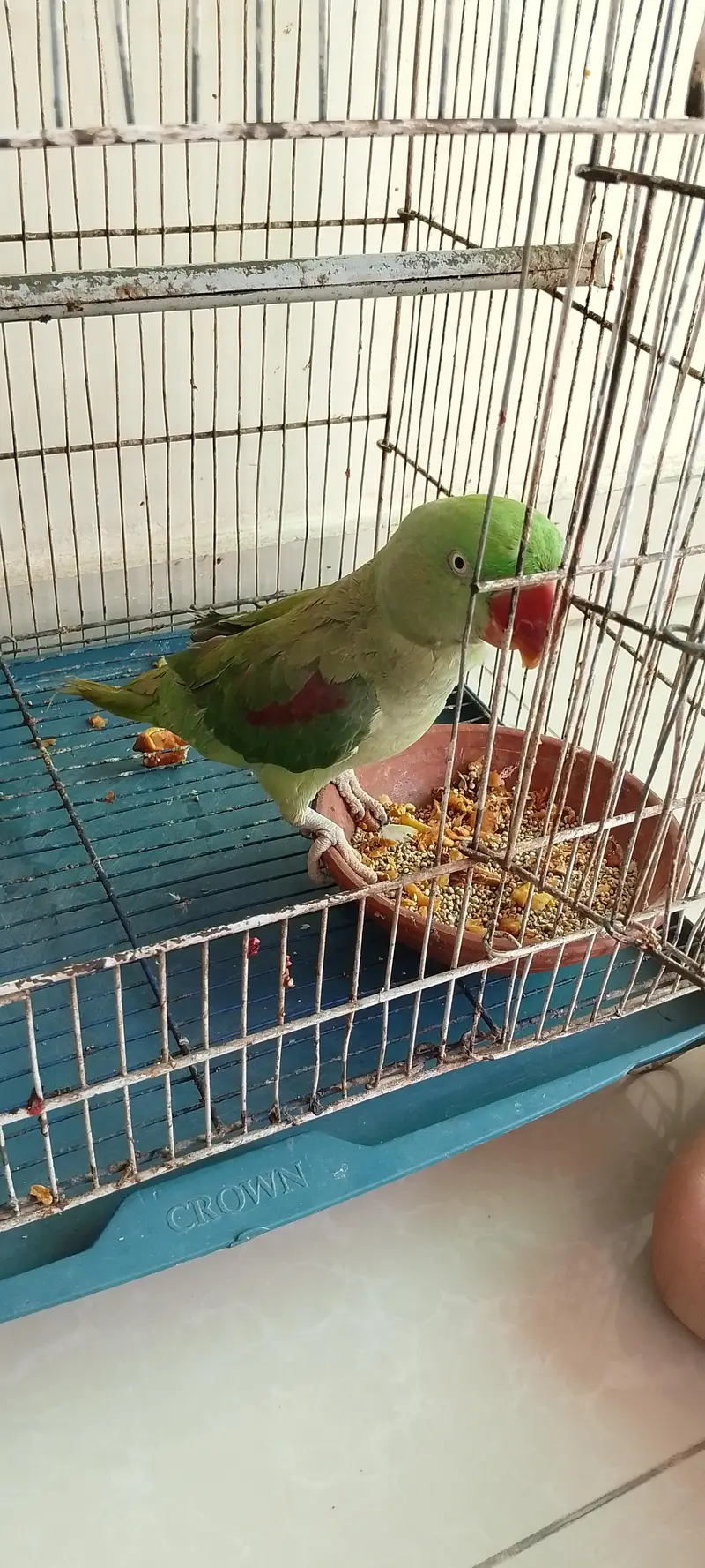 female hy mitho main metho bolti hy cage b Sath hy — photo 11