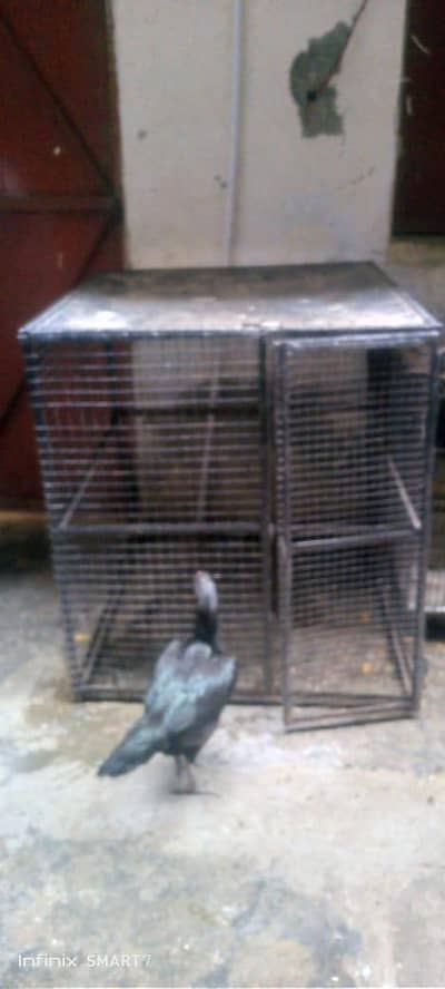 seal hens and cheeks for sale