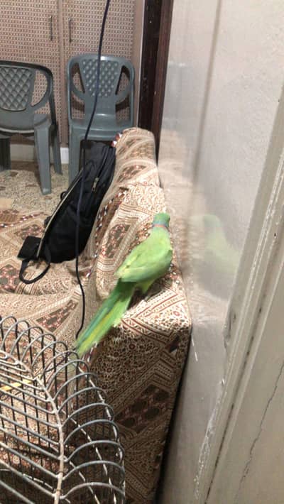 Male green parrot 03322908624