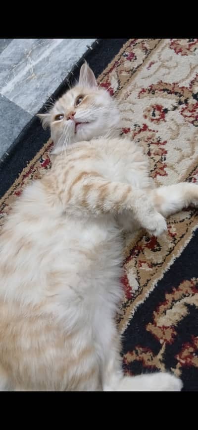 Cat for sale