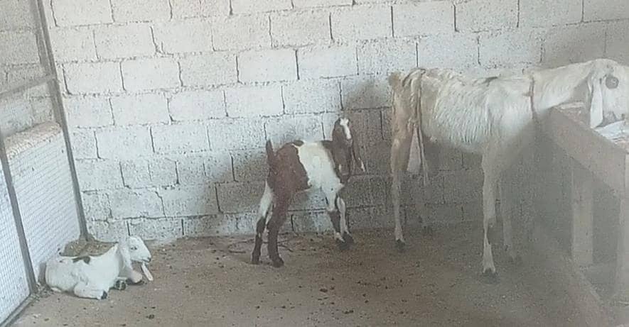 Goats 0