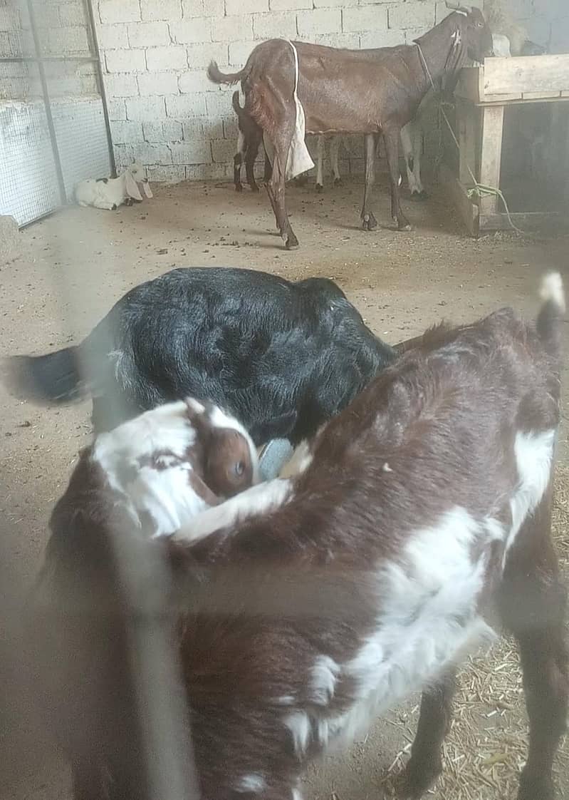 Goats 1