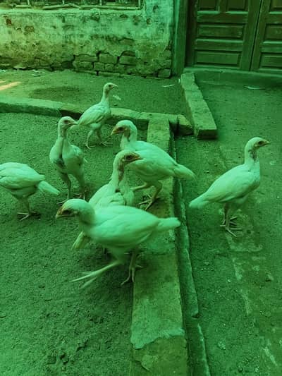 Pure white heera aseel
